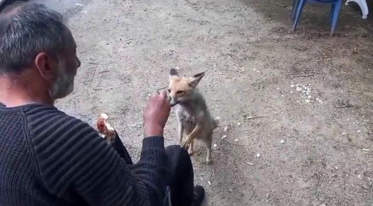 Tilki çay ocağının maskotu oldu
