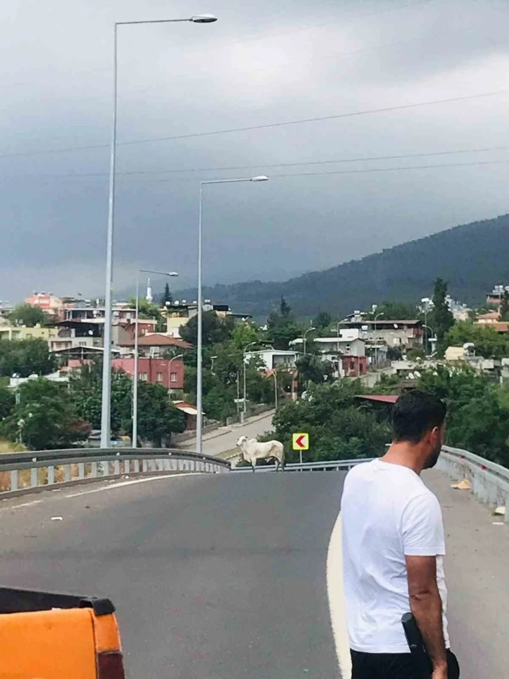 Tırdan kaçan angusla ekiplerin yakalama mücadelesi kamerada
