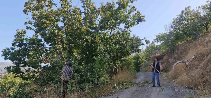 Tire dağlarında kestane hasadı başladı
