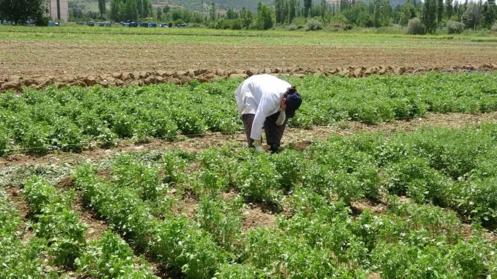 Tokat’ta anason üretimi için araştırma yapılıyor
