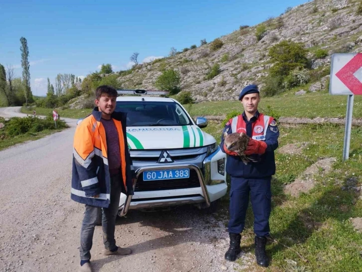 Tokat’ta yaralı bulunan kartal tedavi altına alındı
