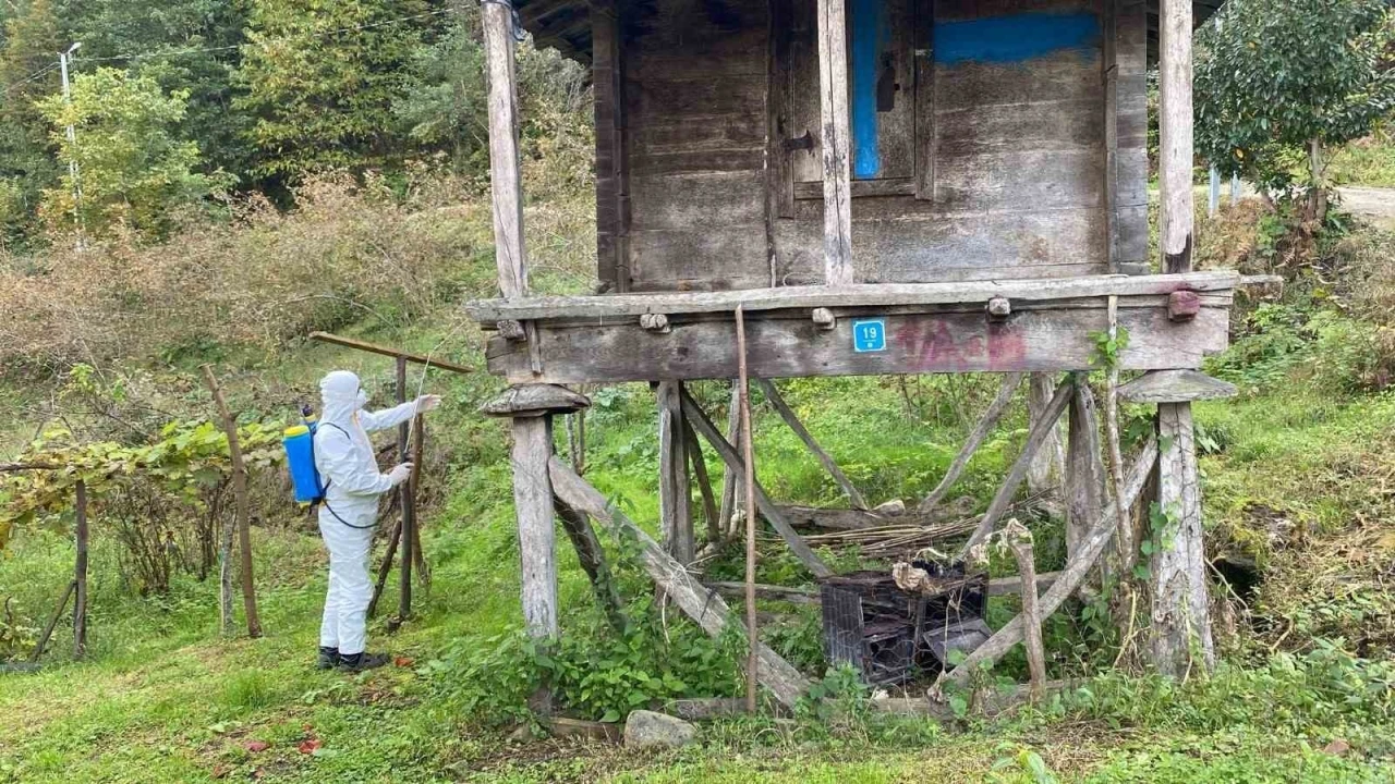 Trabzon’da kokarcayla mücadelede 1 milyon 312 bin metrekarelik alan ilaçlandı
