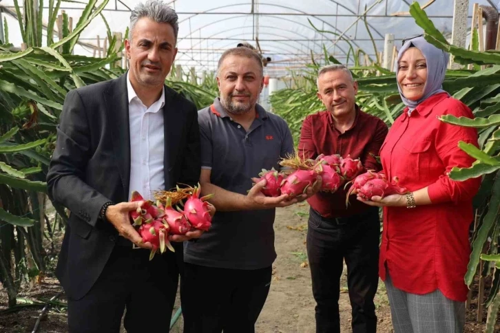 Tropikal meyve olan ’Ejder’in Bilecik’te ilk hasadı yapıldı
