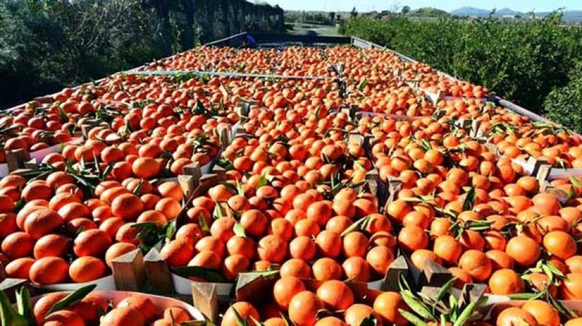 Turunçgil üreticisinin gözü kulağı...