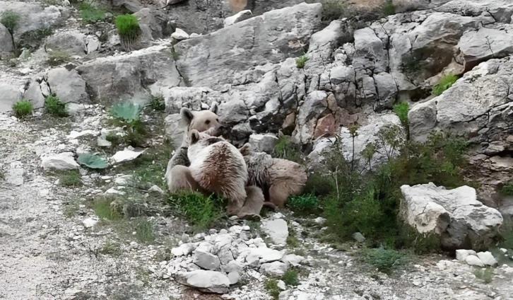 Tunceli’de anne ayı, yavrularını emzirirken görüntülendi
