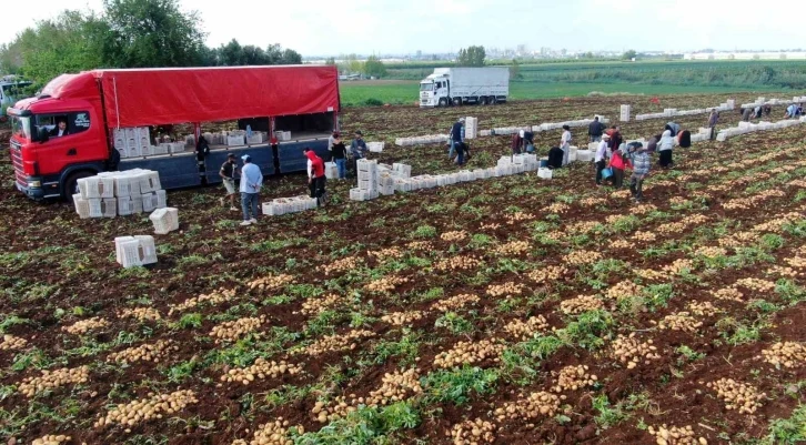 Turfanda patates hasadı başladı, bu yıl verim yüksek
