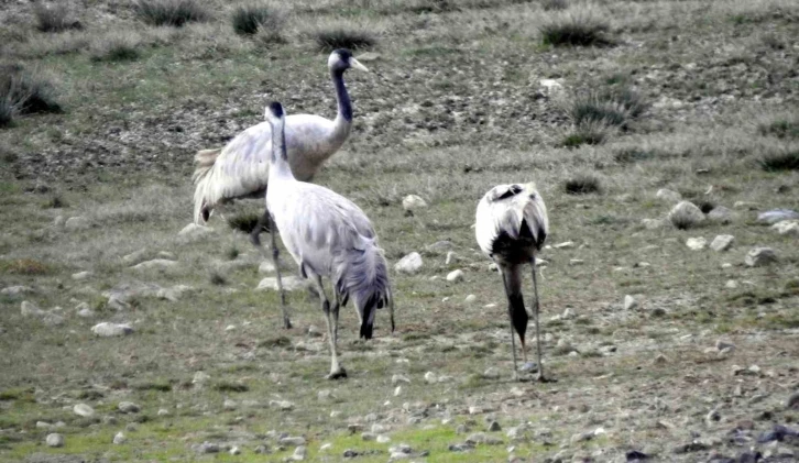 Türkülere konu olan telli turnalar Erzincan’da görüntülendi
