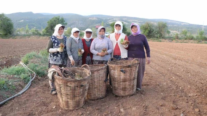 Tütün ambarı Denizli’de fideler toprakla buluştu
