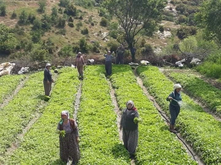 Tütün ekimleri yoğunlaştı