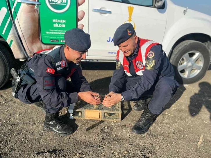 Tuzakla yakalanan saka kuşları doğaya salındı
