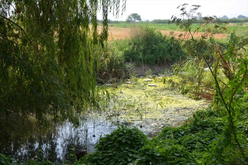 Karacabey Kültürpark içindeki akarca ıslah edilecek