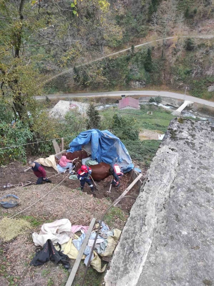 Uçurumdan aşağı düşerek mahsur kalan ineği itfaiye ekipleri kurtardı
