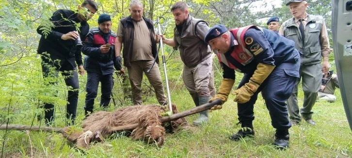 Uludağ yolunda 100 kiloluk ayı otomobil çarpmasıyla yaralandı 