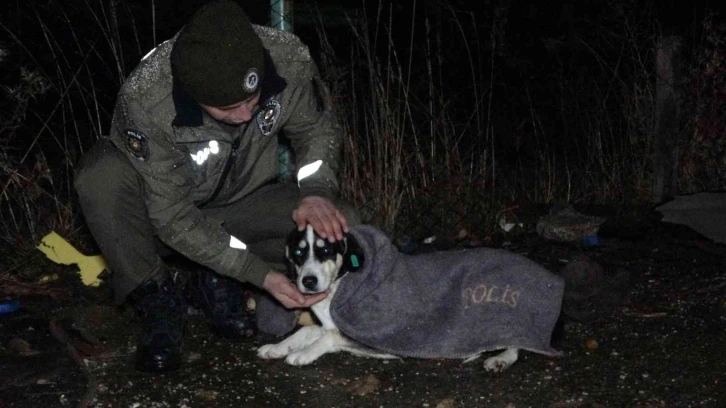 Uşak polisi yağmurlu havada sokak canlılarını unutmadı
