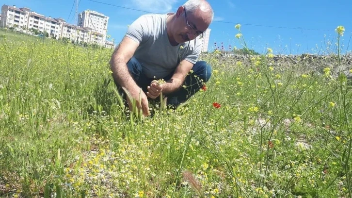 Uzmanlar uyardı, her papatya şifalı değildir
