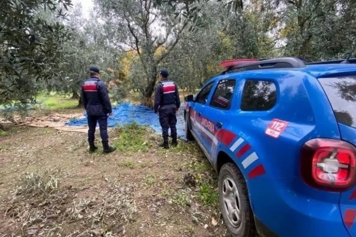 İznik'te üzüm ve zeytin hırsızları jandarmadan kaçamadı