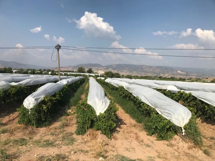 Üzümler branda örtülerle koruma altına alındı
