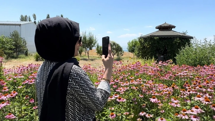 Van’da tıbbi bitkiler, doğal fotoğraf stüdyosuna döndü
