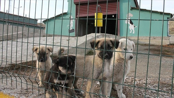 Van'daki sahipsiz hayvanlar belediye barınağında hayata tutunuyor