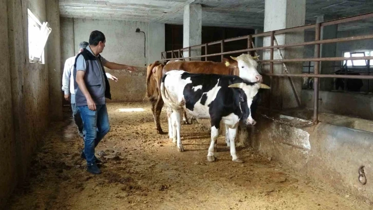 Veteriner hekim uyardı, kurbanlık alırken nelere dikkat edilmeli
