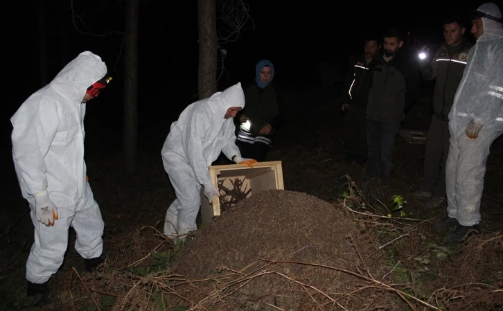 Vezirköprü’de gece yarısı kırmızı karınca operasyonu: Zararlı böcekleri yiyecek
