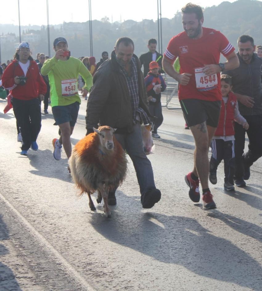 Maratona kınalı kuzusuyla katıldı