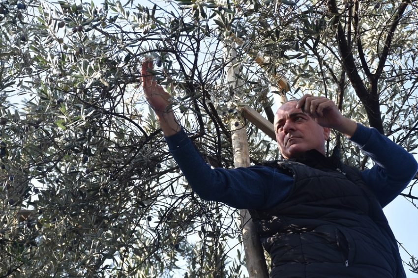 Gemlik parklarında zeytin seferberliği