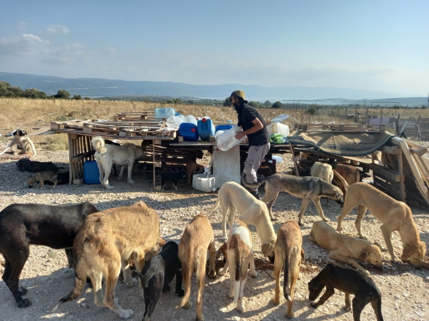 Gölyazılı  balıkçı yüzlerce sokak köpeğine sahip çıkıyor!