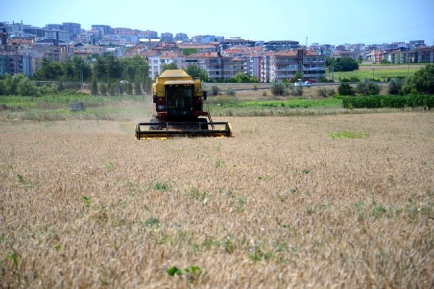 Uludağ Üniversitesi Ziraat Fakültesi'nde hasat zamanı