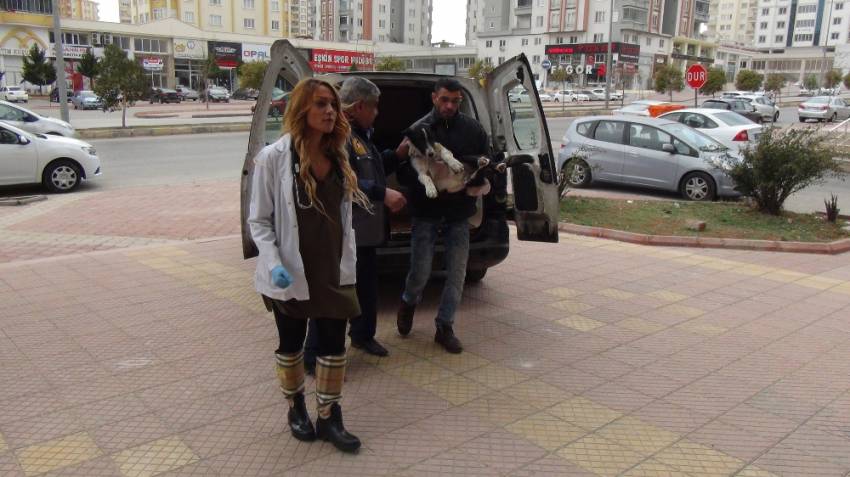 El Bab’da yaralanan sokak köpeği Gaziantep’e getirildi