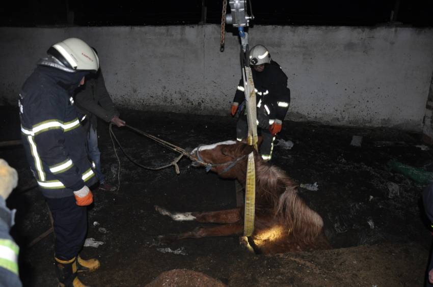 Bursa'da yarış atı için seferberlik