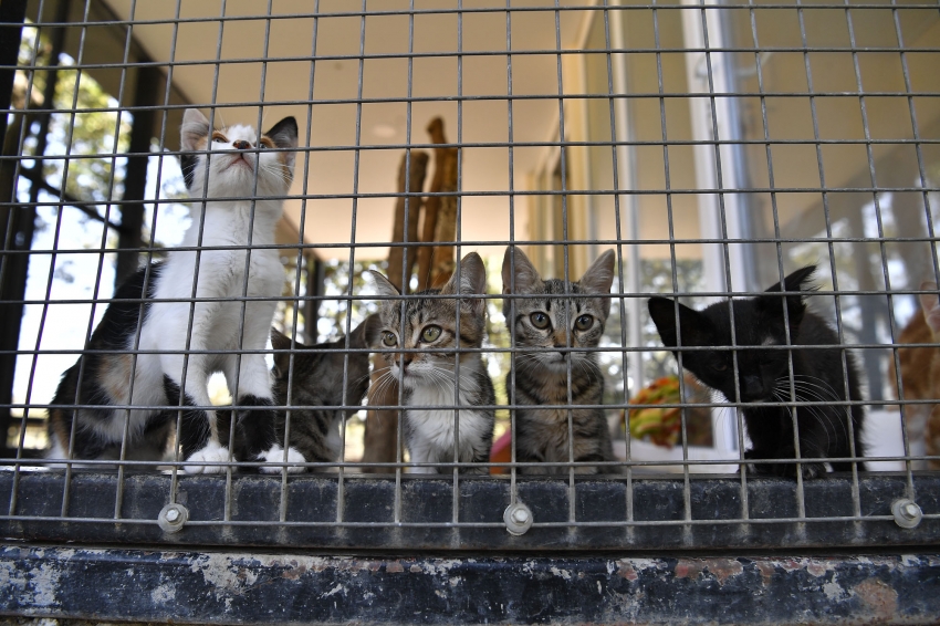 Osmangazi'de yavru kediler yeni sahiplerini bekliyor