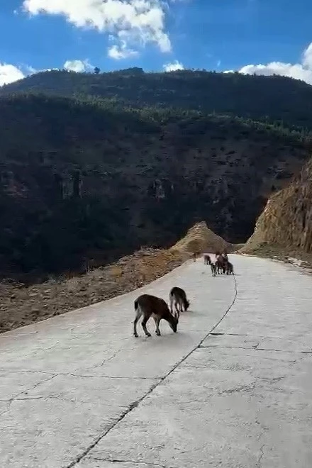 Yaban keçileri Gümüşhane’yi mesken tuttu
