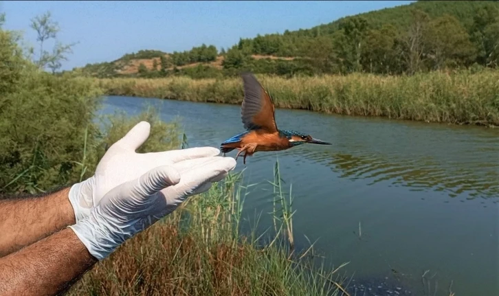 Yalıçapkınları Kuşadası’nı çok sevdi
