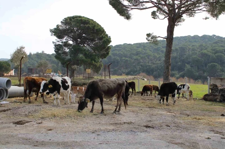 Yangınsavar inekler, askeri alanı yangından korumak için otluyor
