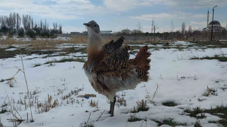 Yaralı bulunan kırmızı listedeki toy kuşu Van’da tedavi altına alındı
