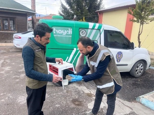 Yaralı halde bulunan yaralı baykuş yavrusu tedavi altına alındı
