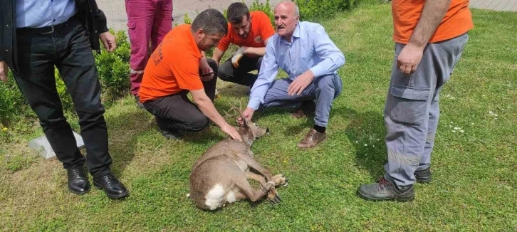 Yaralı karaca tedavi altına alındı
