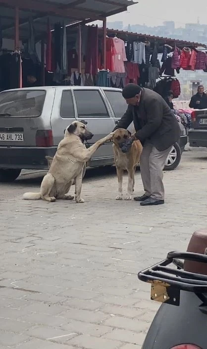 Yaşlı vatandaşın sokak köpekleri ile diyaloğu ilgi çekti
