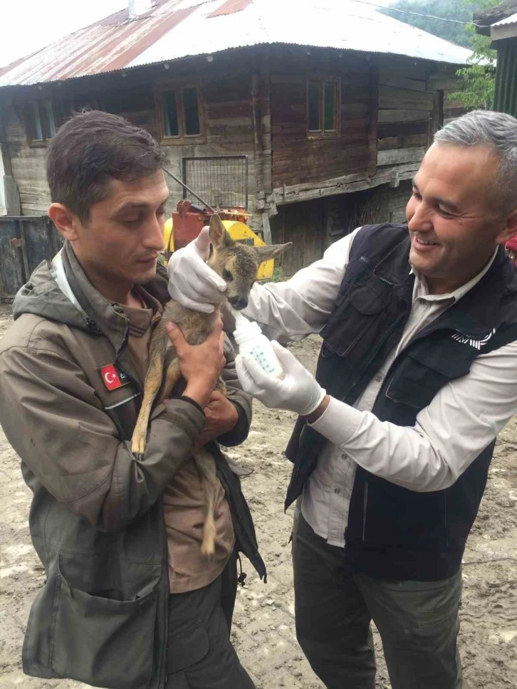 Yavru karaca koruma altına alındı
