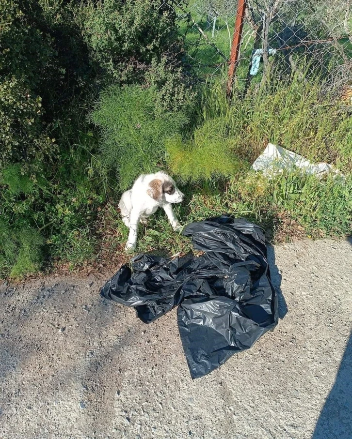 Yavru köpeği ağzı bağlı poşete koyup yol kenarına atmışlar
