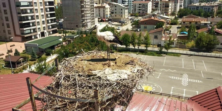 Yavru leylek için kendisini tehlikeye attı
