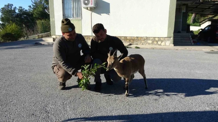 Yavru yaban keçisi, milli parkların maskotu oldu