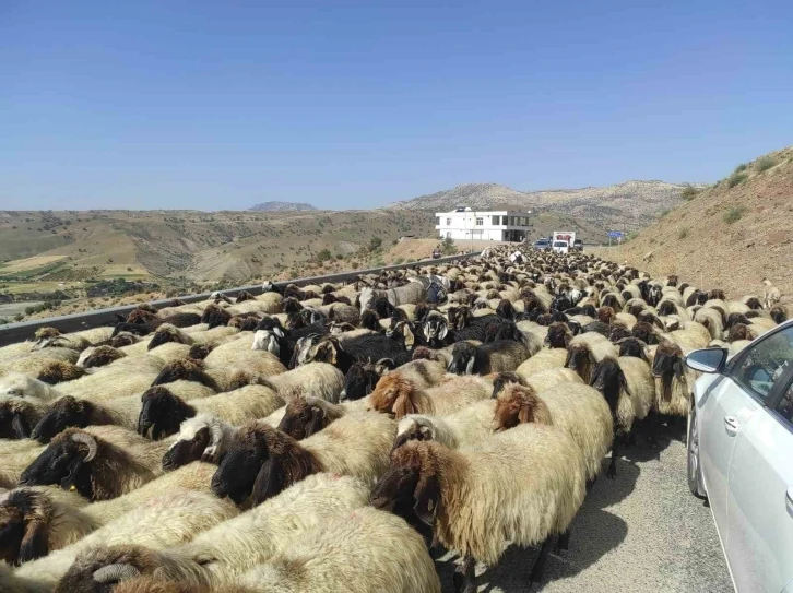 Yayla sezonunu kapatan göçerler, 2 ay süren yolculuğa başladı
