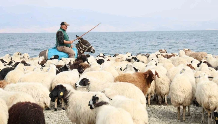 Yaylacıların sahil kenarındaki molası belgeselleri aratmadı
