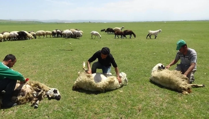 Yaylalarda koyun kırkma zamanı
