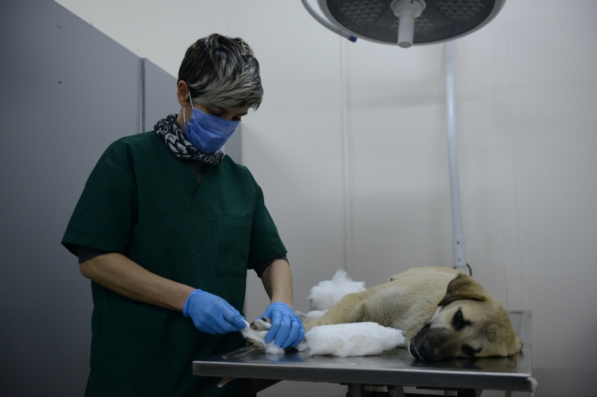 Yıldırım'da yaralı köpek hayata döndürüldü