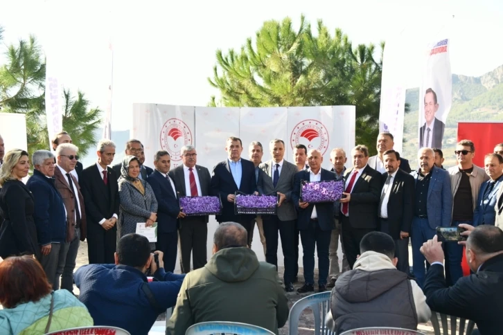 Yenişehir’de safran üretimi üçüncü yılında
