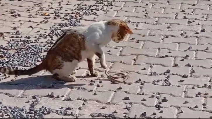 Yılanı gözüne kestiren kedi savaşın galibi oldu
