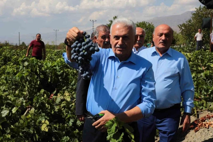 Binali Yıldırım memleketinde Cimin üzümünün hasadına katıldı